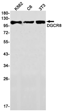 DGCR8