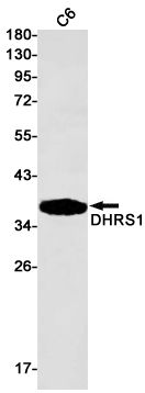 DHRS1