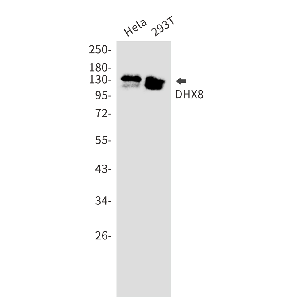 DHX8