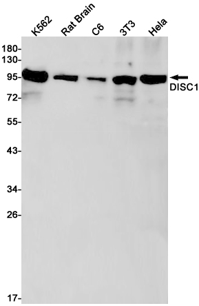 DISC1