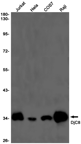 Rabbit Monoclonal Antibody to DNAJC8