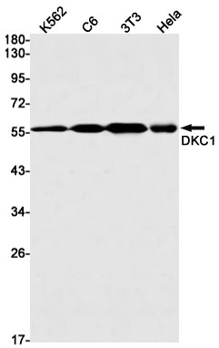 DKC1
