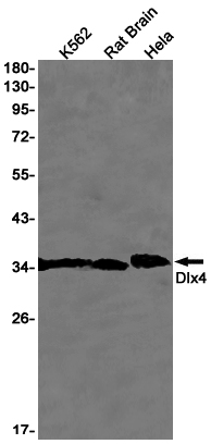 DLX4
