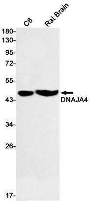 Rabbit Monoclonal Antibody to DNAJA4