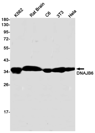 DNAJB6