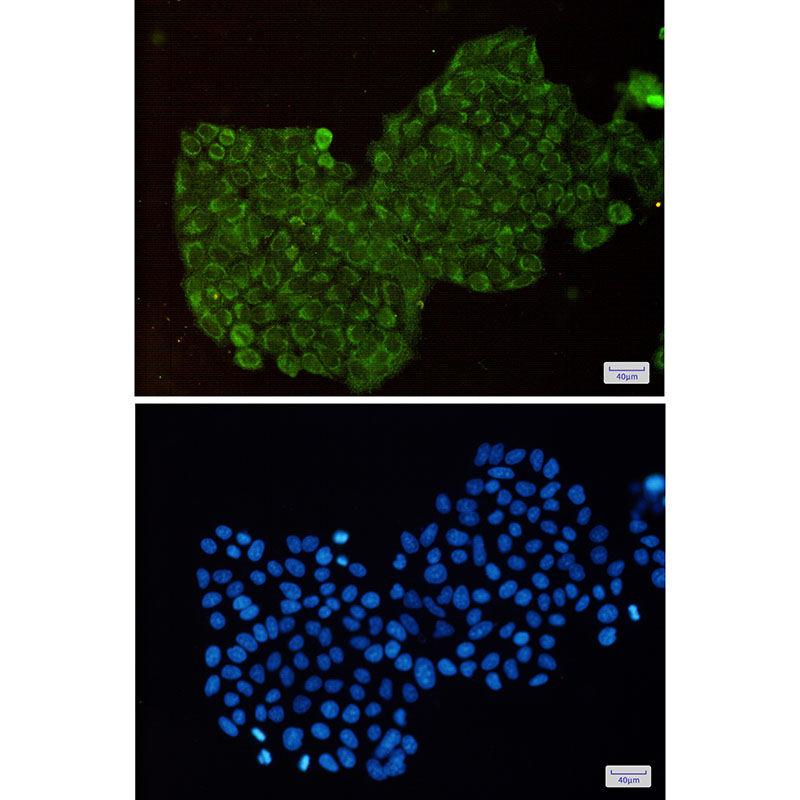 Rabbit Monoclonal Antibody to DPD