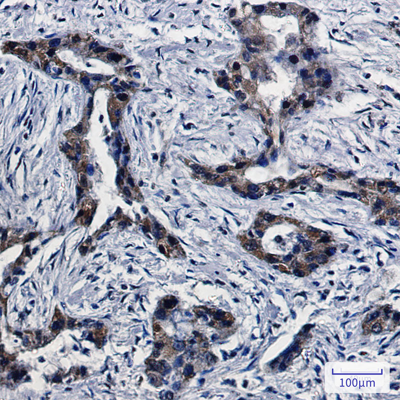 Rabbit Monoclonal Antibody to DPD