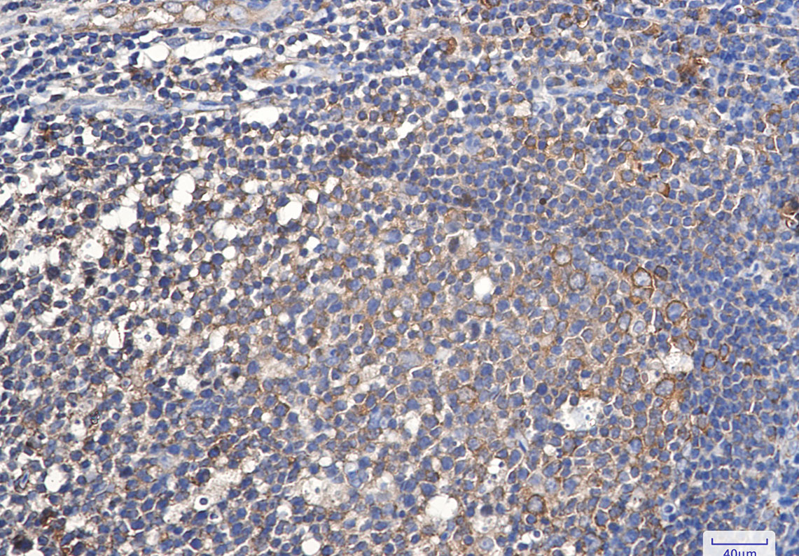 Rabbit Monoclonal Antibody to Elongation Factor 1A1