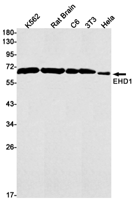 EHD1