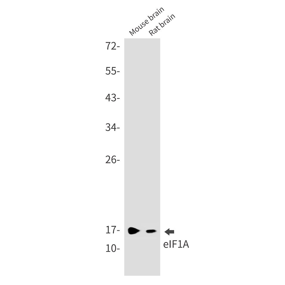 eIF1A