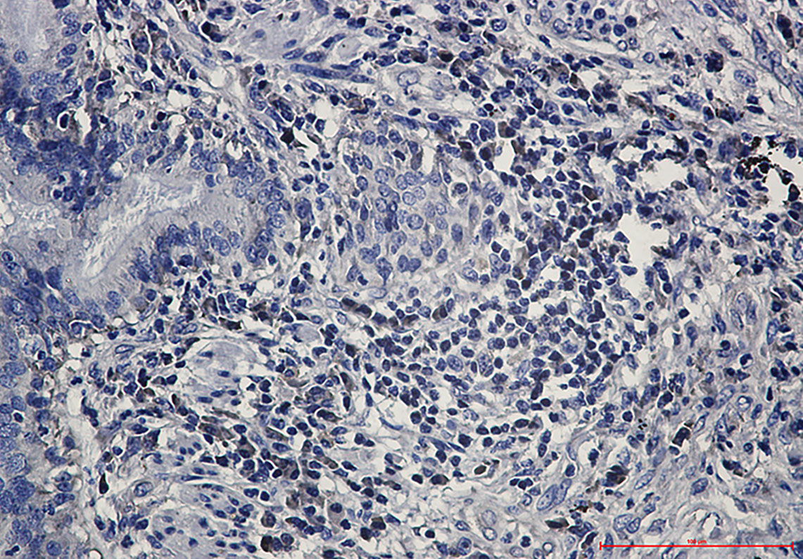 Rabbit Monoclonal Antibody to eIF1A