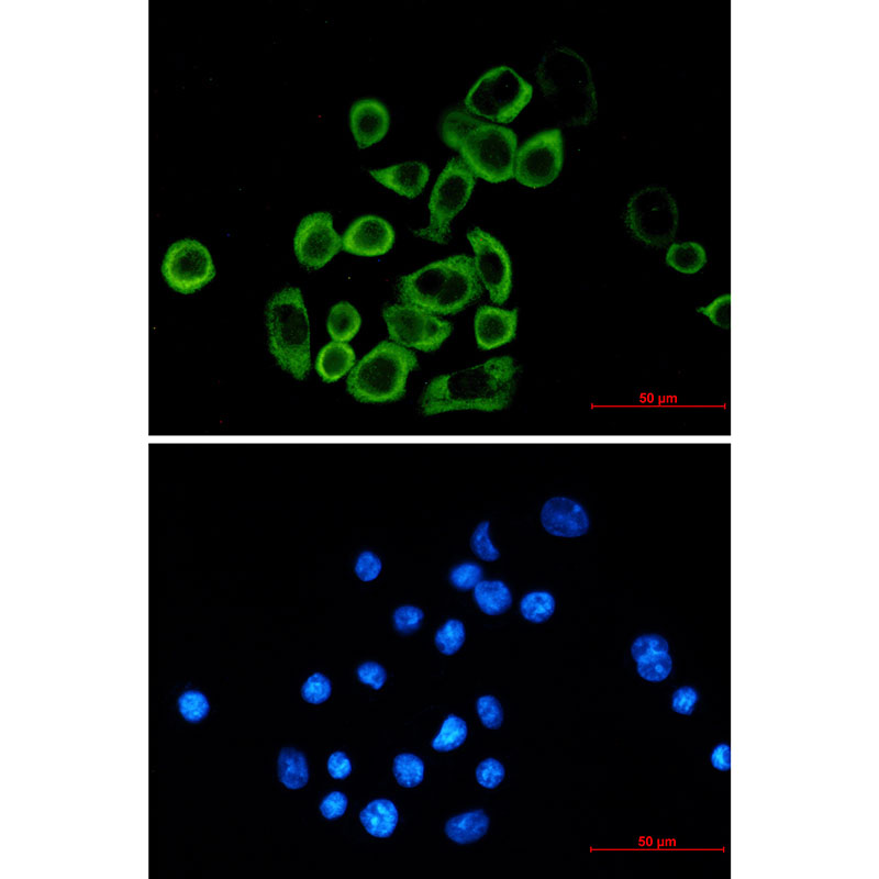Rabbit Monoclonal Antibody to eIF2A