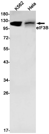eIF3B