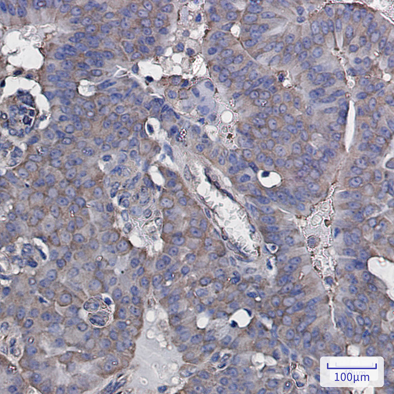 Rabbit Monoclonal Antibody to eIF3B