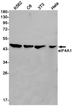 eIF4A1
