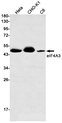 eIF4A3