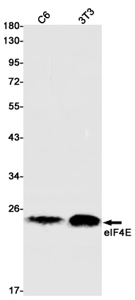 Rabbit Monoclonal Antibody to eIF4E