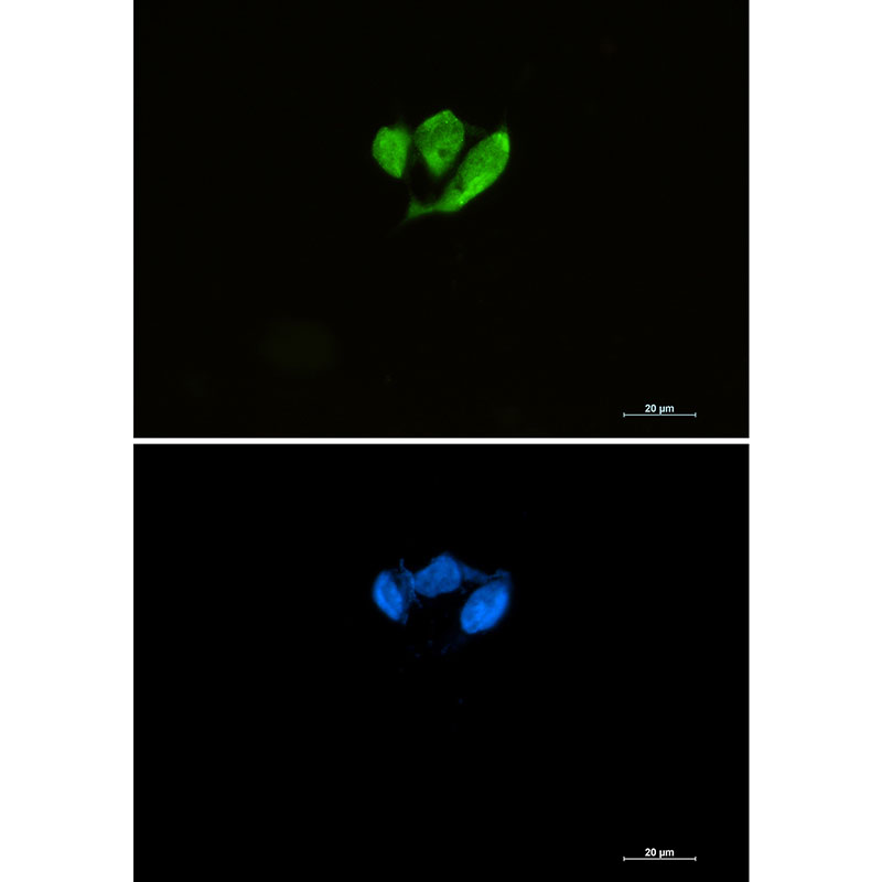 Rabbit Monoclonal Antibody to eIF4E