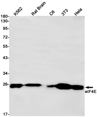 eIF4E