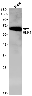 ELK1