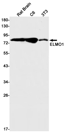 Rabbit Monoclonal Antibody to ELMO1