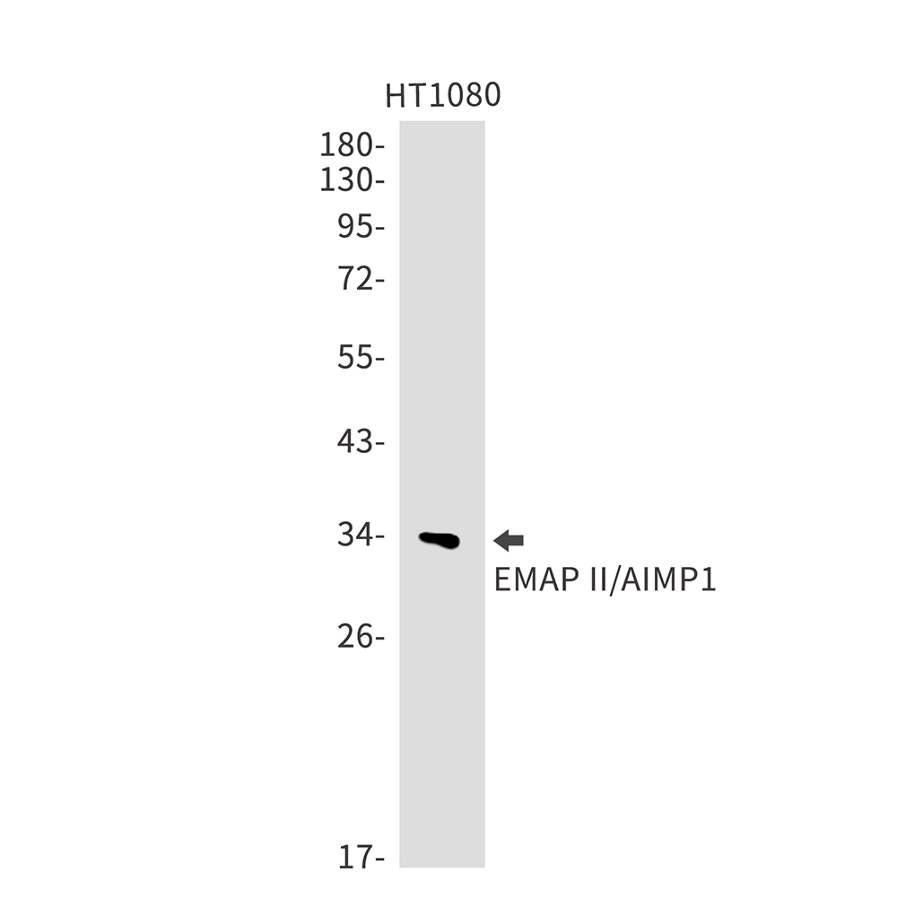 EMAP II
