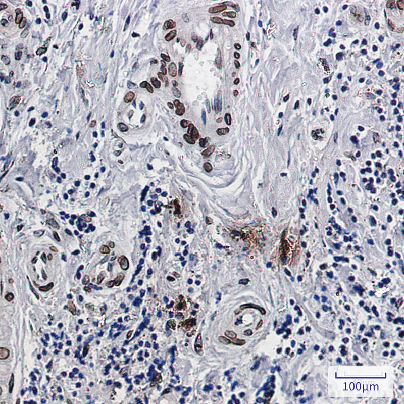 Rabbit Monoclonal Antibody to Emerin