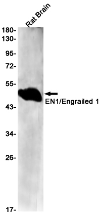 EN1