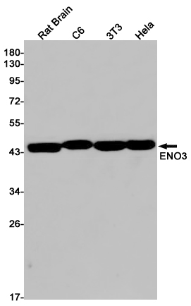 ENO3