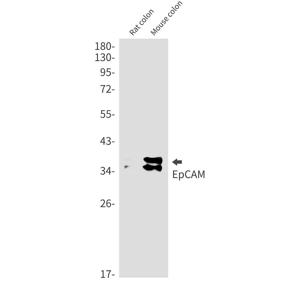 EpCAM