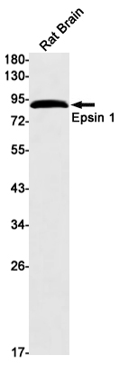 Rabbit Monoclonal Antibody to Epsin 1