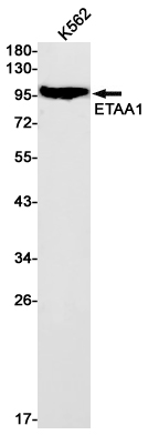 ETAA1