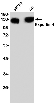 XPO4