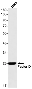 Factor D