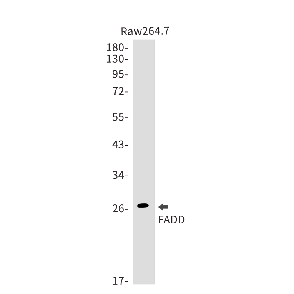 FADD