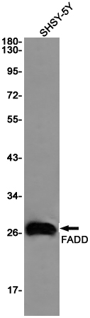 Rabbit Monoclonal Antibody to FADD