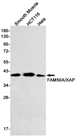 Rabbit Monoclonal Antibody to FAM50A