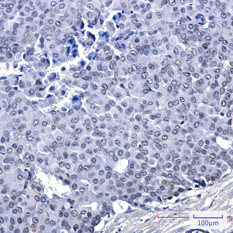 Rabbit Monoclonal Antibody to FAM50A