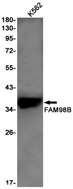 FAM98B
