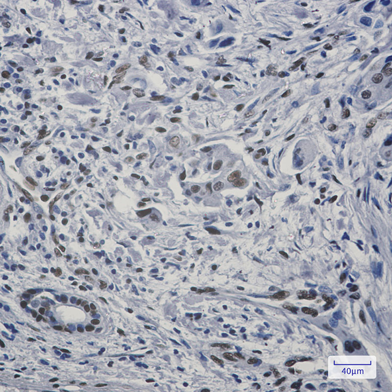 Rabbit Monoclonal Antibody to FAM98B