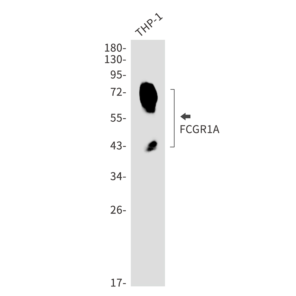 FCGR1A