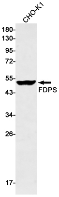 FDPS