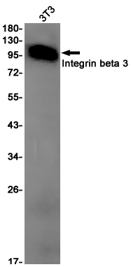Integrin Wb Rabbit Monoclonal Antibody to Integrin beta 3_Integrin beta 3-远泰生物抗体定制