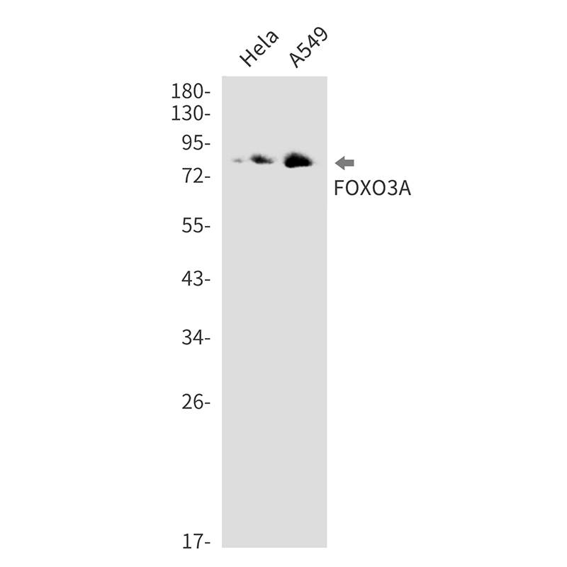 Rabbit Monoclonal Antibody to FOXO3_FOXO3-远泰生物抗体定制