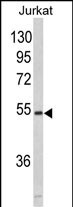 MFAP1 (N-term)