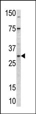 MRPL24