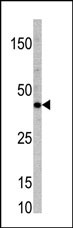 TCF7 (N-term)
