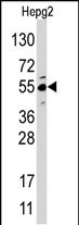 JMJD4 (N-term)