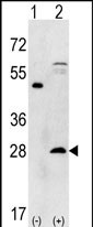 PSMA5 (N-term)