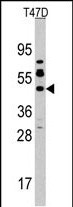 Rabbit Polyclonal Antibody to DPF2 (N-term)